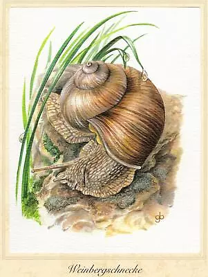 Weinbergschnecke (Helix Pomatia) Grafikmaß: 175 X 255 Cm • £10.33