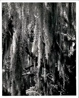 LG33 Original Photo SPANISH MOSS Florida Oak Trees Tallahassee Area Wildlife • $20