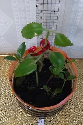 KALANCHOE  DAIGREMONTIANA /Mexican Hat/Żyworódka Pierzasta Zyworodka Pierzasta • £3