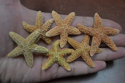 6 Pcs Small Sugar Starfish Star Sea Shell Beach Wedding 2  - 2 1/2  #7134 • $15