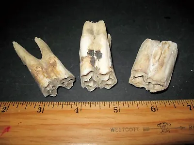 Fossil Comparative Specimen Equus Ferus Horse Tooth Great Specimens 1 Per Bid • £4