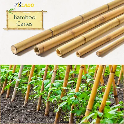 2ft - 6ft Strong Thick Heavy Duty Bamboo Canes Garden Flower Plant Support Stick • £29.75