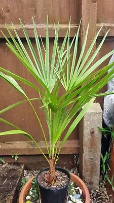Hardy Fan Palm Chamaerops Humilis 80cm + • £20