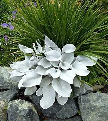 £10.99 • Buy 1 X Large Senecio Angel Wings In A 9cm Pot - Amazing Unusual Hardy Plant