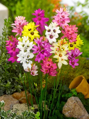 100 IXIA MIXED Bulbs Spring Summer Flowering African Corn Lily Perennial Garden • £18.99