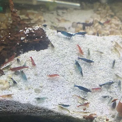 25 Skittle Shrimp - Assorted Colors (Neocaridina Davidi) Free Shipping • $40