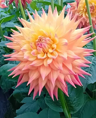 3 X Spennithorne Mabel. Dahlia Mini Plants/rooted Cuttings. Giant SC. Not Tuber. • £10.50