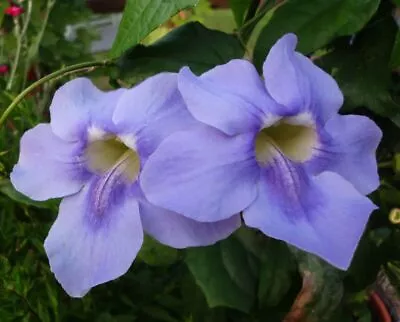 Thunbergia Grandiflora BLUE SKY VINE Exotic Vine SEEDS! • $4.99