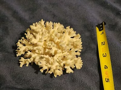 Special Tabletop/Desk White Coral 5  X 5  *Super Rare* • $45