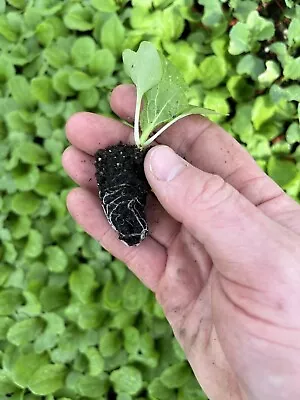 Chinese Cabbage Plug Plants  Grow Your Own  Vegetables 'Ready To Plant Now' • £7.49