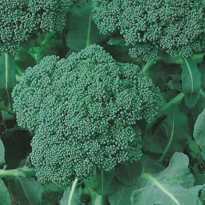 Broccoli - Green Sprouting Calabrese - 200 Seeds - Heirloom • $3