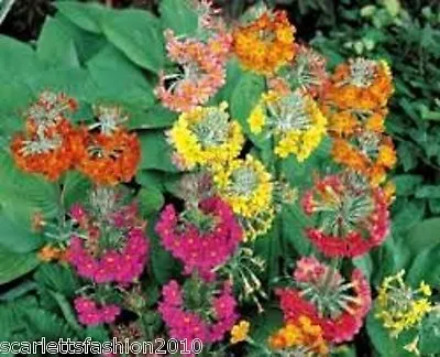 £2.75 • Buy Primula Candelabra - Harlow Car  Flowers Hardy Multi Colour Perennial 100 Seeds