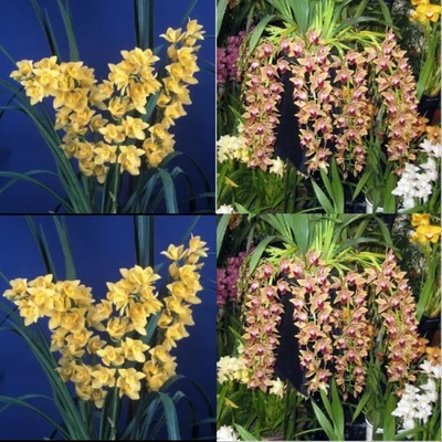 $15.50 • Buy Cymbidium Seedling GH1916 Cym. Lovely Rain 4n X Mem. Amelia Earhart “EH” 4n