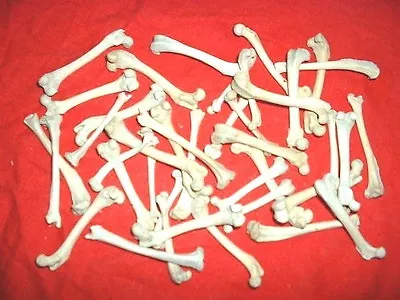 Mink Leg Bones #40 Femur Small Animal Skeleton Craft Bone Jewelry Fossil Dig • $29