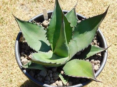 £12 • Buy Agave Succulent Cactus Opuntia Plant