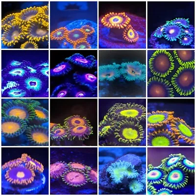 Zoa Pack Of 6 Different Types Of Colorful Zoa By Zoa.World With Free Shipping • $84.99