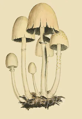 Mb05 Mushrooms Botanical Vintage A3 Poster Print • £6.95