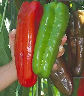 Pepper Giant Marconi    100 Seeds • $24.13