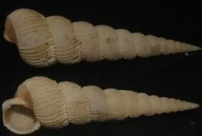 Tonyshells Seashells Epitonium Splendidum Amaea Kawamura 27mm F+++/GEM • $5.95