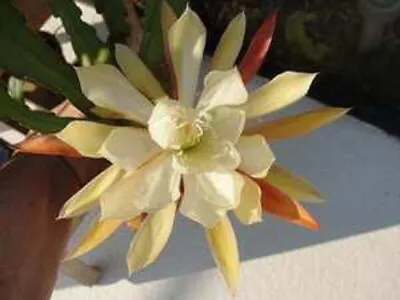 EpiphyllumOrchid Cactus    SEMINOLE WIND     Sale On Don's Cuttings • $1.99
