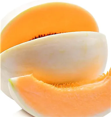 Honeydew Orange Flesh Melon Seeds 35 SEEDS NON-GMO --BUY 4 ITEMS FREE SHIPPING!! • $0.99
