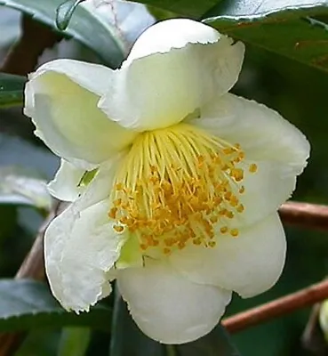 Camellia Sinensis Sinensis | Tea Plant | 5_Seeds • £9.61