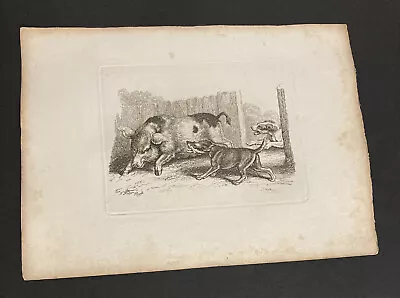 £4 • Buy Etching By Samuel Howitt DOGS & PIG