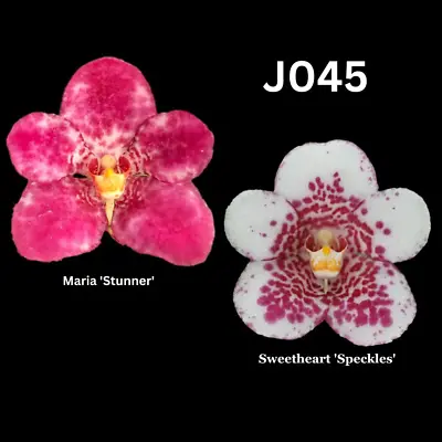 $13.50 • Buy Sarcochilus Orchid Seedling. J045 (Maria 'Stunner' X Sweetheart 'Speckles')