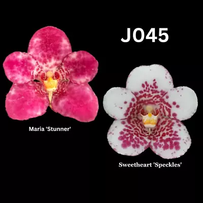 Sarcochilus Orchid Seedling. J045 (Maria 'Stunner' X Sweetheart 'Speckles') • $13.50