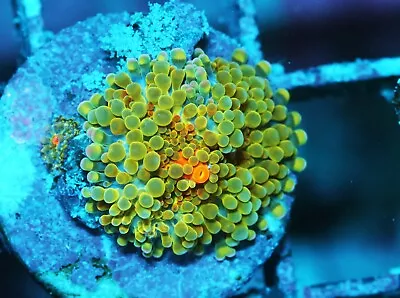 Rainbow Yuma Ricordea Mushroom Zoanthids Paly Zoa SPS LPS Corals WYSIWYG • $4.99