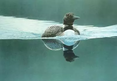 £140.81 • Buy Keith Brockie - Breaking The Calm - Common Loon - RARE A/P Litho - Signed - MINT