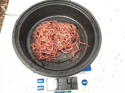 1/4 Pound (approximately 250 Worms) Red Wiggler Worm Mix.  • $19.99