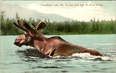 1910 MOOSE Swimming Mt. Kineo House MOOSEHEAD LAKE Maine Postcard • $10