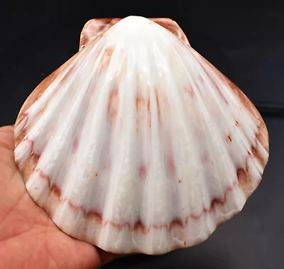 $11.99 • Buy Polished Lions Paw Scallop 5-6  Seashell Coastal Crafts And Decorating (each)