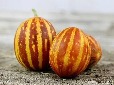 10 Rich Sweetness Melon Seeds - Free Ship - Sweet Juicy Grown In USA !! • $3.75