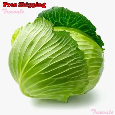 Cabbage Seeds Golden Acre Cabbage Seeds | Non-GMO Organic • $1.50