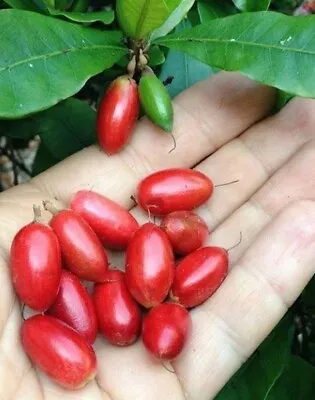 Miracle Berry Seeds (Synsepalum Dulcificum) 30+ Seeds • $120
