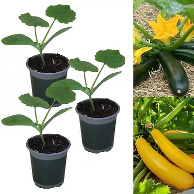 Courgette Plant Mix - 3 X Growing Plants In 9cm Pots - Perfect For Beginners • £11.99