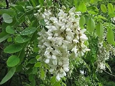 25 X False Acacia Tree Seeds Black Locust (robinia Pseudoacacia)  Seeds.. • £3.94