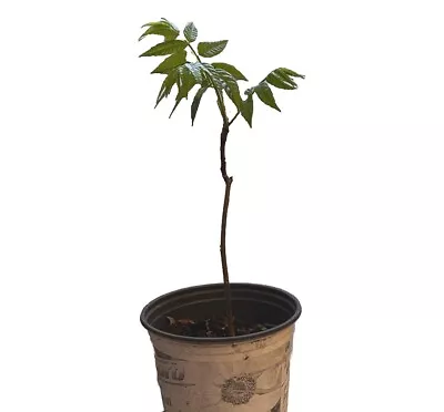 1 Of  Organic Chinese Toona Toon Sinensis Mahogany XiangChun Trees  香椿树 8 Inch+ • $9.99