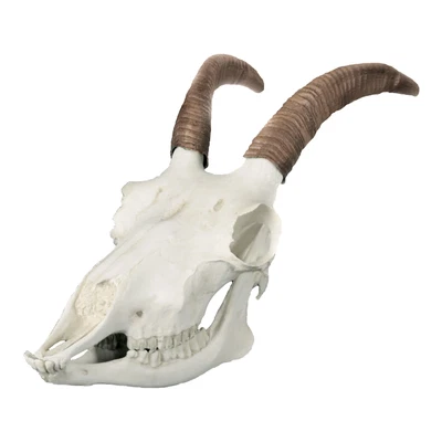 $340 • Buy Replica Bighorn Sheep Skull - Female