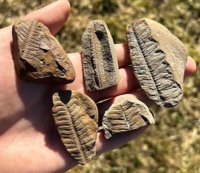 Mazon Creek Fossil Ferns LOT OF 5 Illinois NICE Plant Leaf Pennsylvanian Age • $49.99