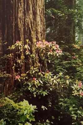 Rhododendrons Del Norte Coast Redwoods State Park Pacific Ocean CA Postcard • $7