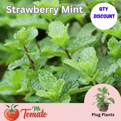 Strawberry Mint Plug Plants - Herb  Rosemary Aromatic Pims Puddings • £2.49