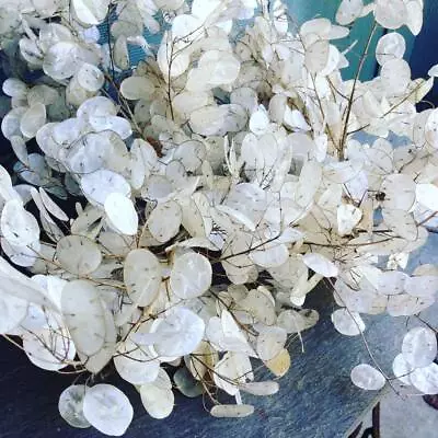 Seeds Silver Dollar (Lunaria) Money Plant Biennial Flowers For Planting • $13.98