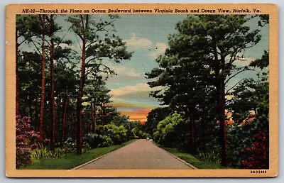 Through The Pines Ocean Boulevard Virginia Beach Norfolk Virginia 1950 Postcard • $3.99