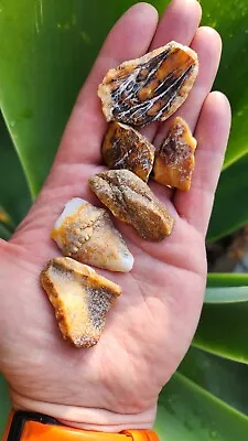 Fossilized Mastodon Tooth Enamel • $13.99