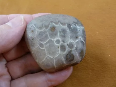 (F831-359) 2  Unpolished Petoskey Stone ANCIENT Coral Specimen MI State Rock • $20.99