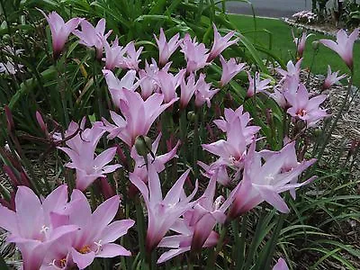 Rain Lily Habranthus Floryi Cherry Pink 3 Bulbs NEW RARE Zephyranthes • $18