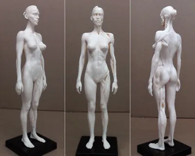 30cm Human Skeleton Anatomical Model Female Anatomy Skul Muscle Bone Women White • $34.36